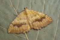 Camptogramma bilineata
