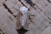 Denticucullus pygmina