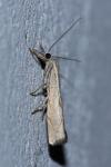 Agriphila geniculea