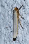 Eilema caniola