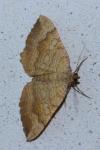 Camptogramma bilineata