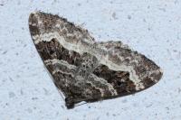 Epirrhoe alternata