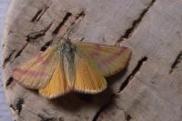 Lythria purpuraria