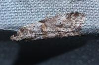 Acrobasis bithynella