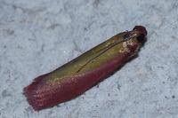Oncocera semirubella