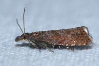 Dichrorampha acuminatana