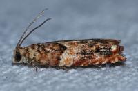 Gypsonoma minutana