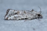 Lobesia helichrysana