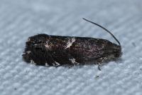 Cydia coniferana