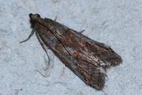 Acrobasis bithynella