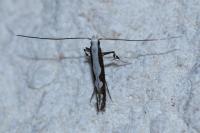 Dialectica scalariella