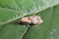 Phalonidia contractana