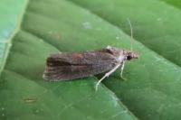 Endothenia quadrimaculana