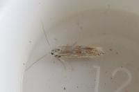 Ptocheuusa paupella