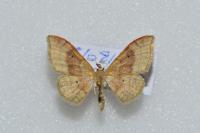 Idaea degeneraria