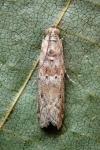 Ancylosis oblitella