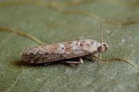 Ancylosis oblitella