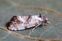 Cochylis molliculana