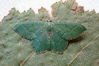 Hemithea aestivaria
