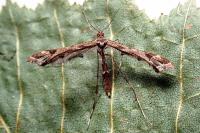 Amblyptilia acanthadactyla