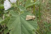 Hydraecia osseola