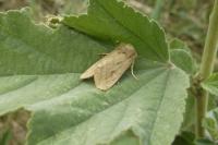 Hydraecia osseola