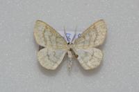 Cabera exanthemata