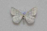 Cabera pusaria