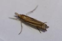 Ancylolomia tentaculella