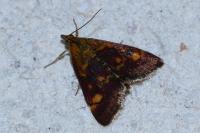 Pyrausta aurata