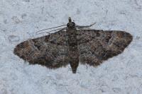 Gymnoscelis rufifasciata