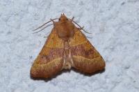 Atethmia centrago