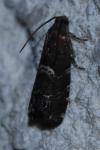Cydia coniferana