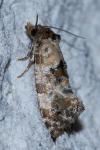Cochylis molliculana