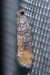 Clavigesta purdeyi