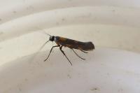 Euspilapteryx auroguttella