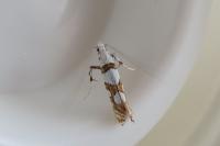 Spulerina simploniella