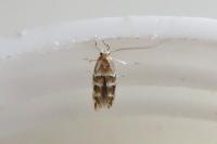 Cameraria ohridella