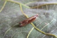 Ypsolopha dentella