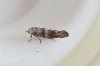 Cedestis subfasciella