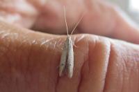 Coleophora hemerobiella