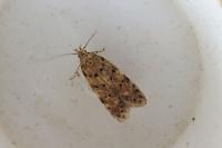 Pseudotelphusa paripunctella