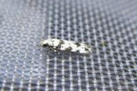 Pseudotelphusa scalella
