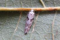 Caryocolum blandellum