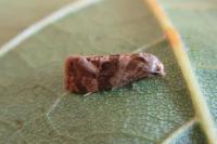Gynnidomorpha alismana
