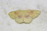 Cyclophora porata
