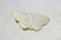 Scopula immutata