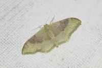 Idaea degeneraria