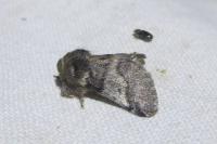 Thaumetopoea processionea