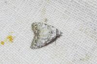 Meganola strigula